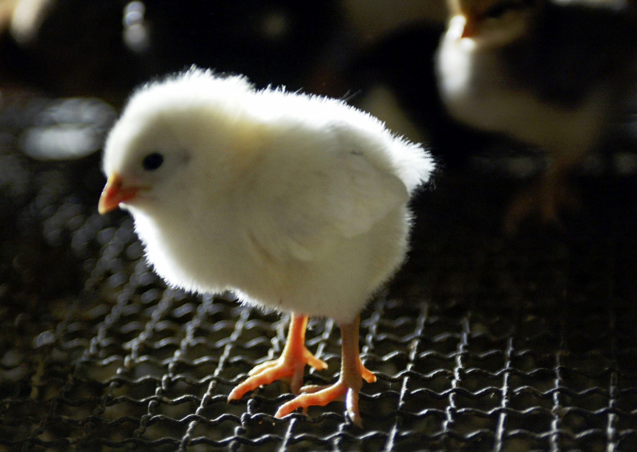 أخيراً حلّوا لغز المعجزة: العلماء يكتشفون كيفية خروج فراخ الدجاج من البيض رغم صلابة القشرة