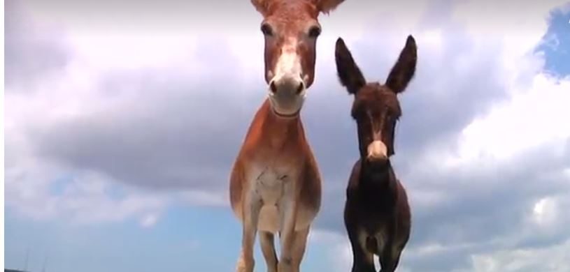 هل عرفتم لماذا يا أهل مصر؟ اختفاء الحمير من 15 دولة بسبب جلودها المنشطة جنسياً  