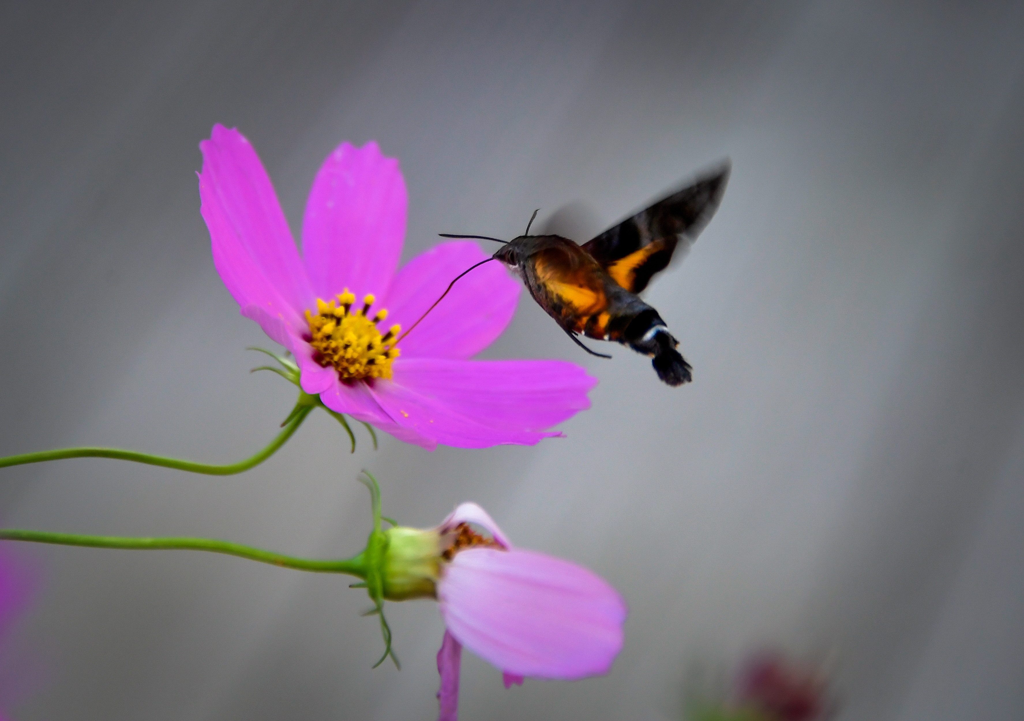 هل تعلم أن النحل مثلاً يحرق السكريات أسرع من البشر؟.. عملية الأيض عند الطيور الطنانة أعقد مما تتخيل