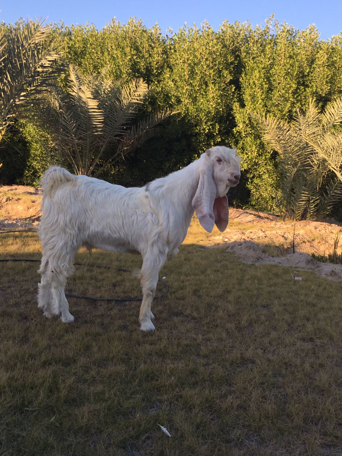 يقومون بنفخ شفتيها بالبوتوكس في الكويت.. عمليات تجميل للماعز كي تبدو أجمل ولربح آلاف الدولارات في المسابقات