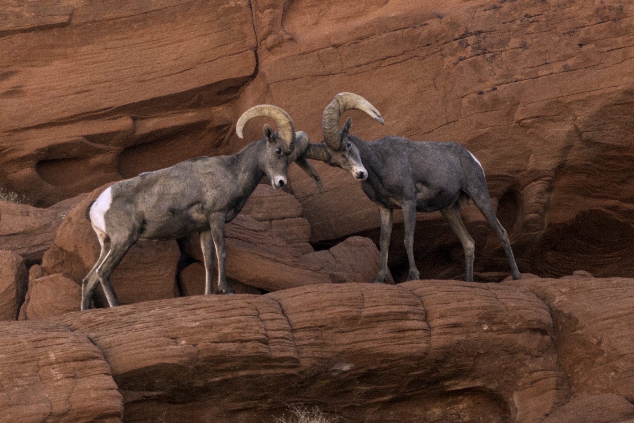 “كومبات تاع الكباش”.. شباب العشرية السوداء في الجزائر الهاربون من الواقع إلى مناطحة الخرفان