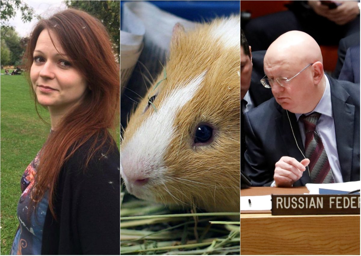 أسئلة محرجة عن قطة وخنازير وجَّهتها روسيا لبريطانيا.. الحيوانات تحمل أدلة “مؤامرة” تسميم الجاسوس وابنته