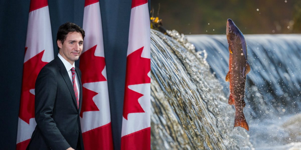 ما تعلَّمتْه كندا من سمكة السلمون ونجحت فيه