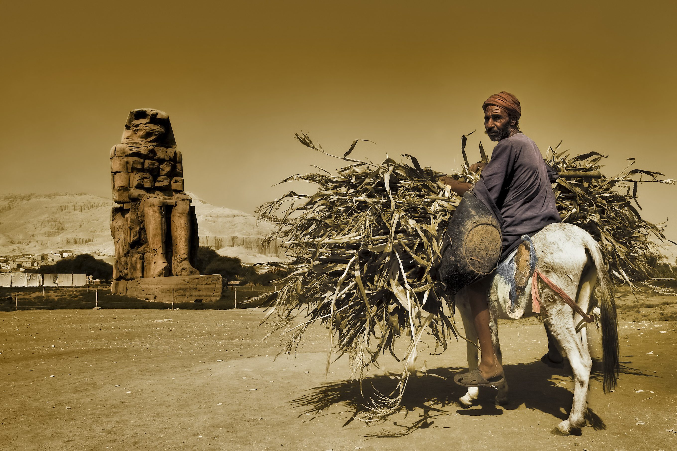 في 5 خطوات.. كيف بدأت الحكومة المصرية خطتها لمنع زراعة الأرز منذ عدة أعوام؟