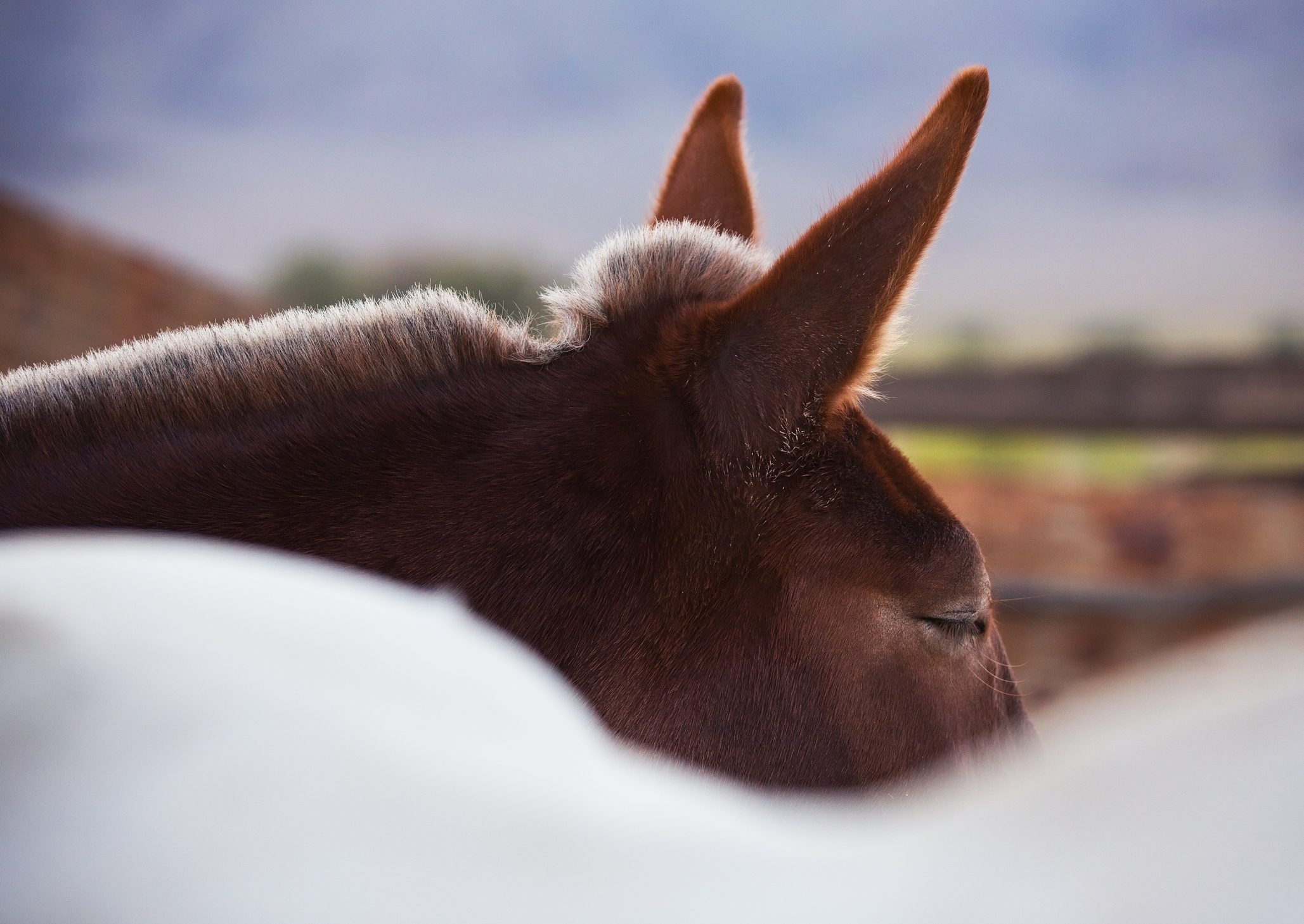 أثر البهائم لا يزول