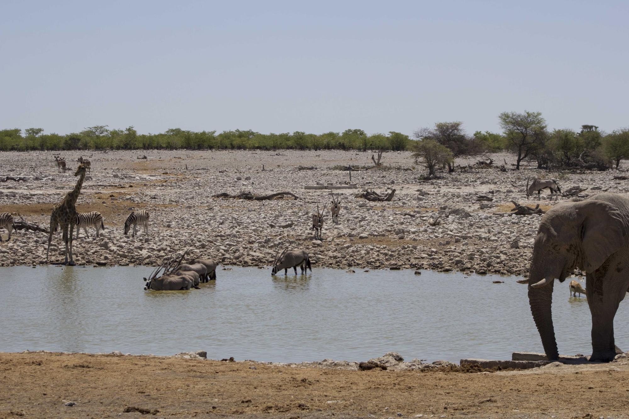 نحن الفتيات نسافر إلى إفريقيا أيضاً “1”