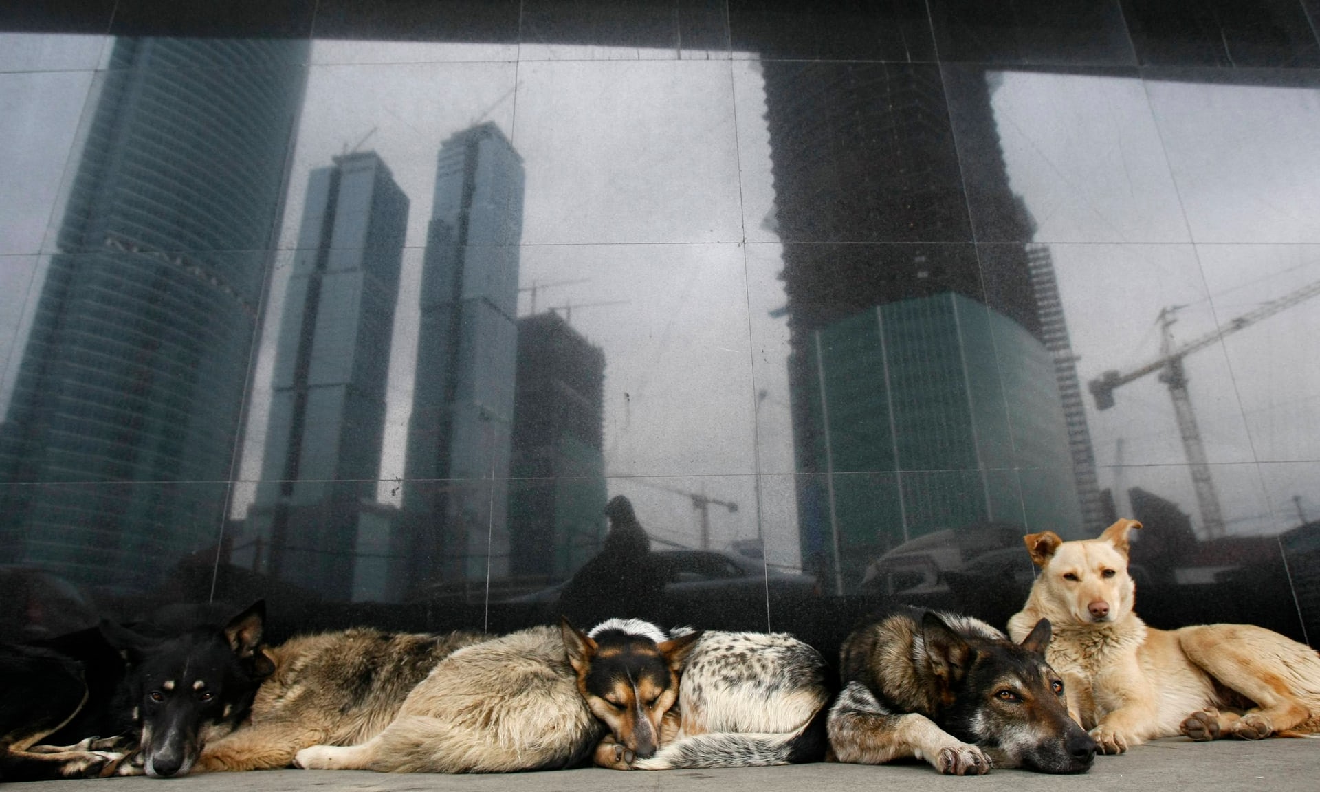 كلاب روسيا تدفع ثمن كأس العالم.. القتل مقابل دولارين للرأس، والناجية تواجه “الإمساك والإخصاء والإعادة للشوارع”