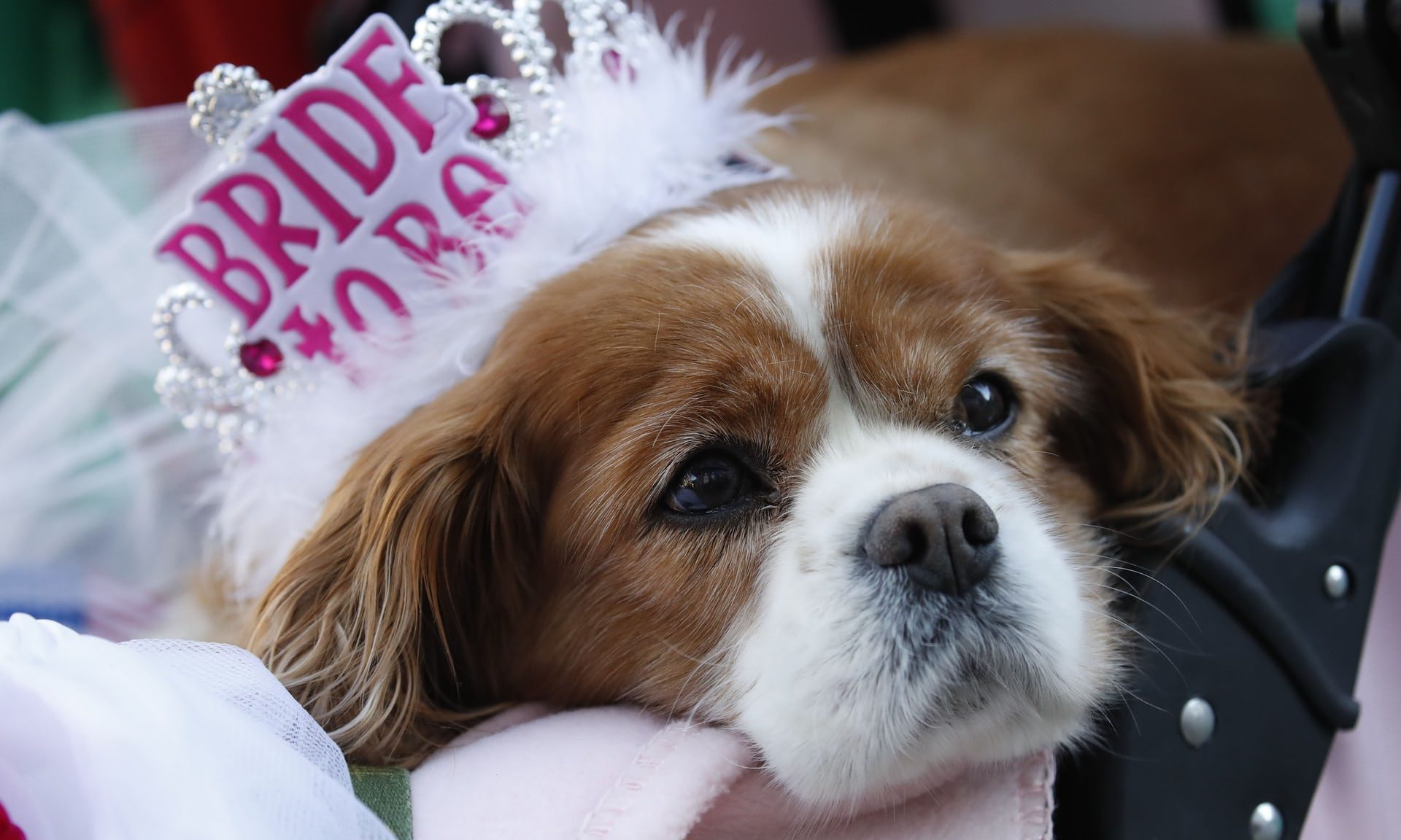 رفض اقتناءه العشرات، وكاد أن يُقتل للتخلص منه، ثم أصبح أشهر حيوان في بريطانيا.. القصة الخيالية لكلب ميغان الذي سيعيش في البلاط الملكي
