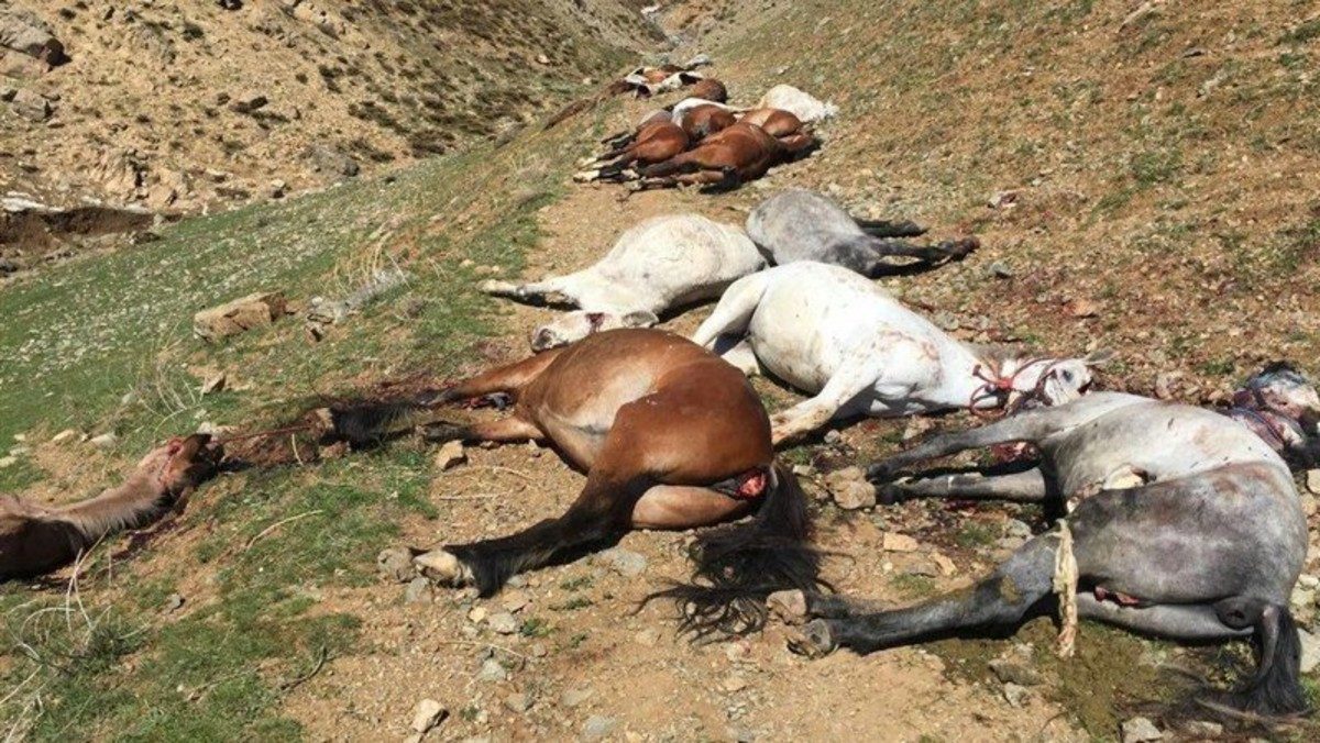 مجزرة أحصنة في إيران.. الشرطة تقل 90 من الخيول