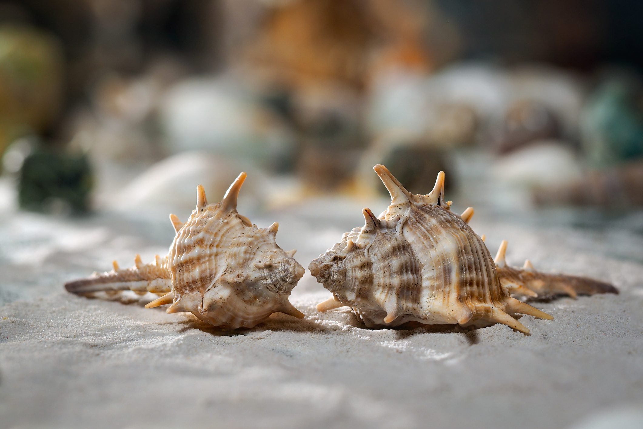 باحثون ينجحون في نقل ذاكرة حلزون إلى آخر.. هل يمكن أن يستفيد الإنسان من التجربة؟