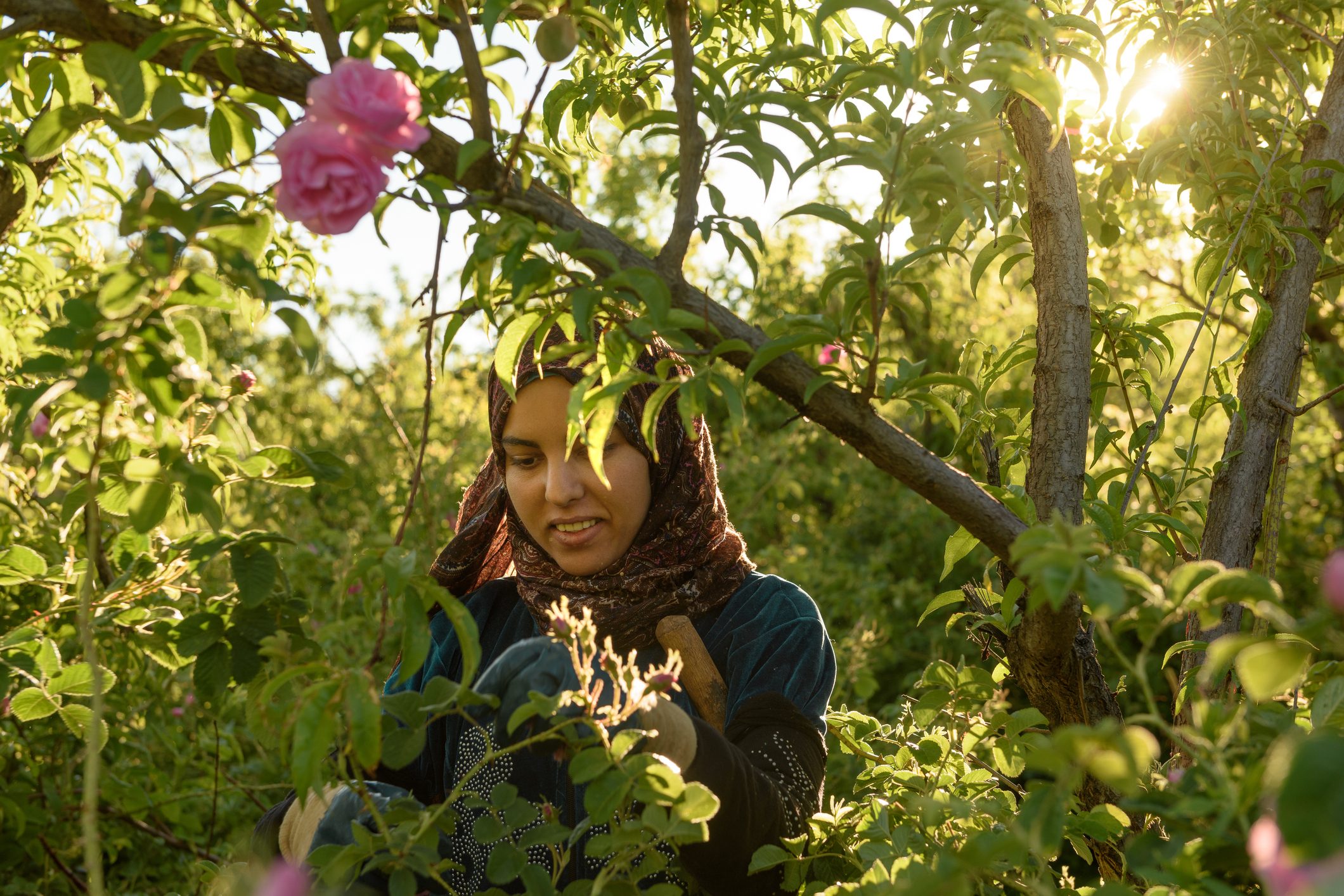 انتقلت من حدائق دمشق إلى جبال الأطلس.. حكاية الوردة التي يخصَّص لها مهرجان سنوي يتوَّج بملكة جمال في المغرب