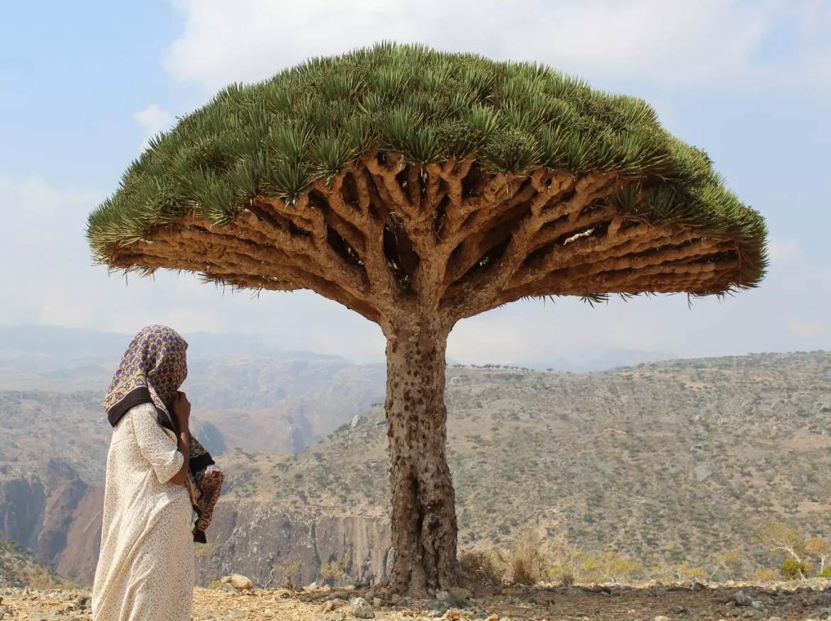 The Independent: سقطرى أُقحمت في ساحة الحرب الأهلية اليمنية رغماً عنها، ومستقبلها غير واضح المعالم