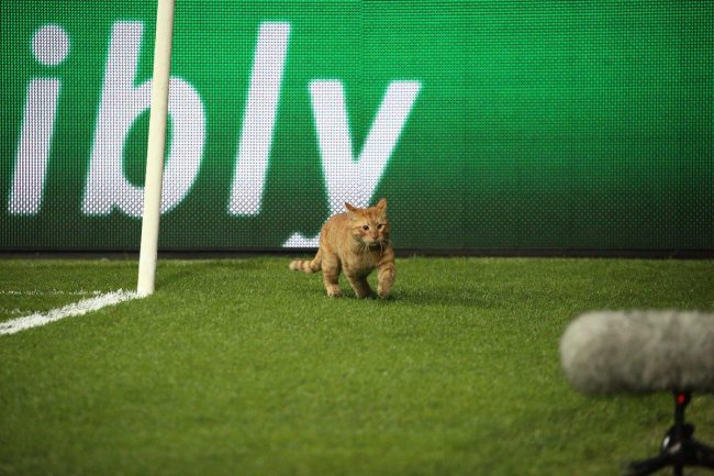 قطة تتسبب في تغريم نادي “بشكتاش” 24 ألف يورو
