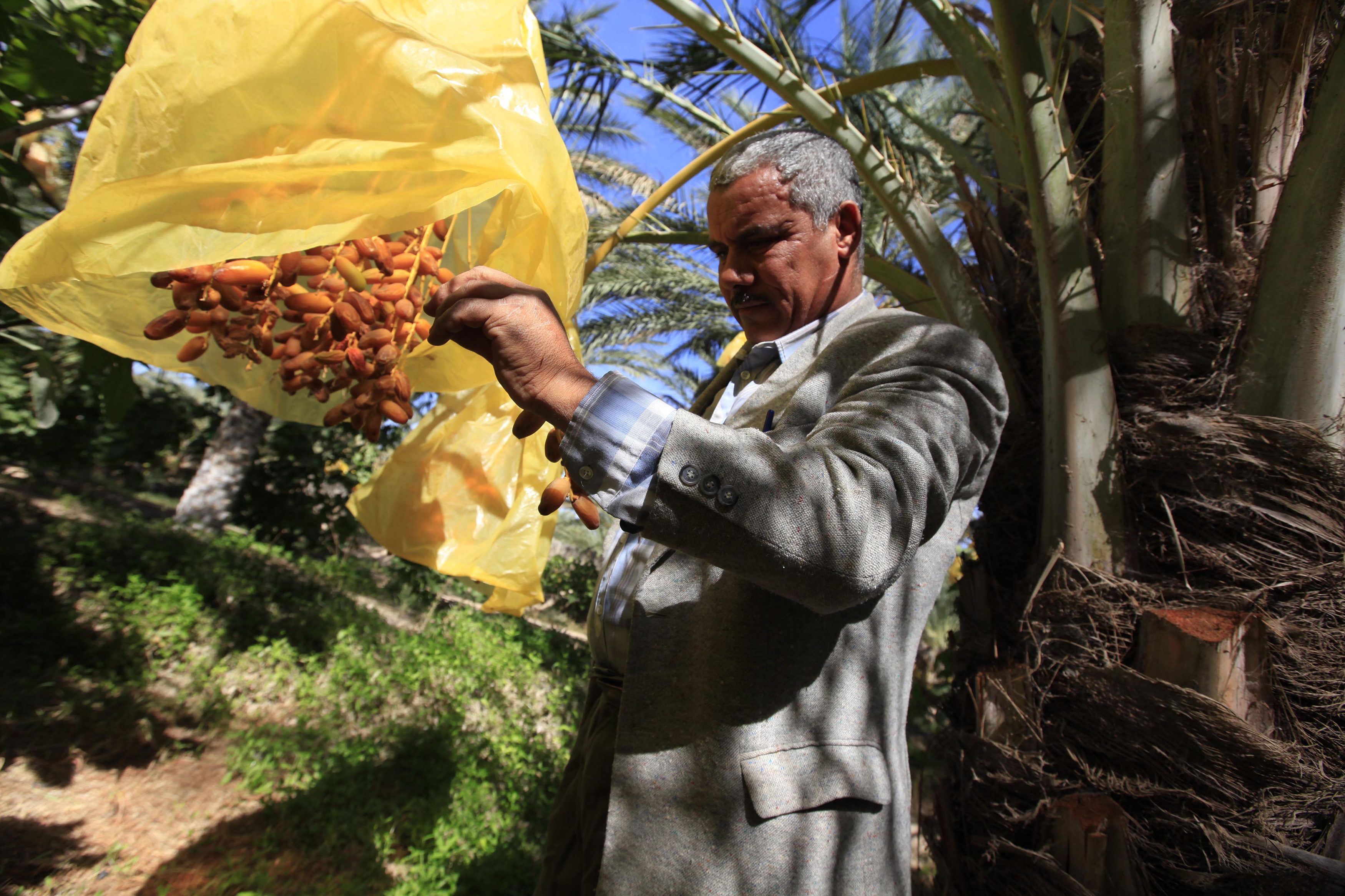 تمور وبطاطا الجزائر رُفضت وأُحرقت.. أزمة الأسواق الخارجية تطرح الاستعانة بـ”الأقدام السوداء” وسط معارضة شعبية