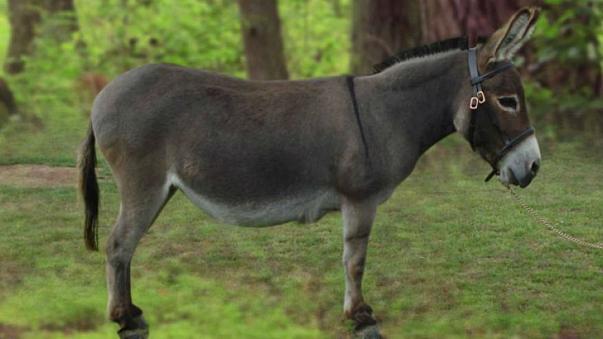 قُتل الشاب فسمعت أمه بالخبر، فماتت هي الأخرى من الصدمة.. معركة بالأسلحة النارية بمصر بسبب بول حمار!