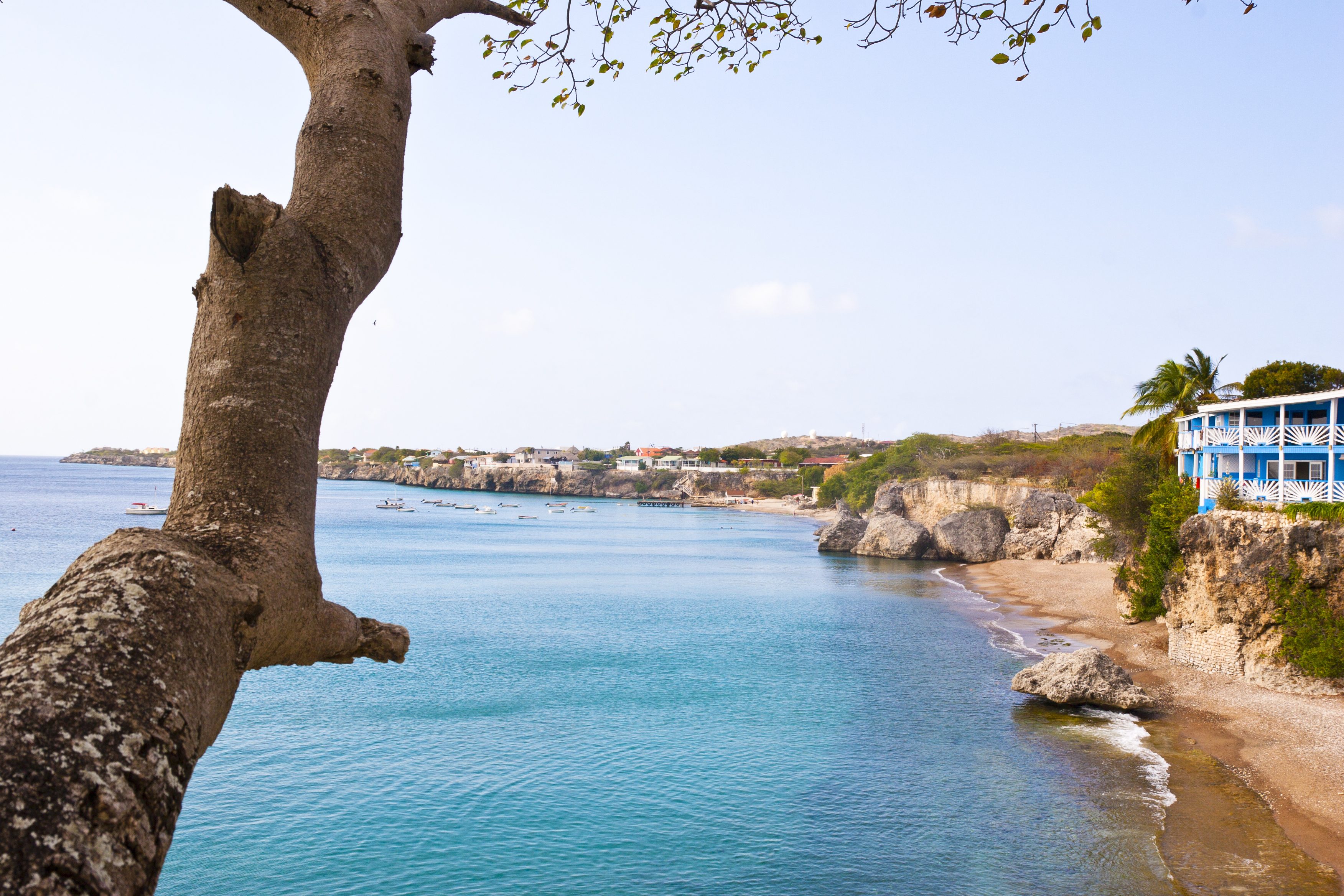 ليست فاكهتها الخطيرة فحسب، بل حتى الأمطار التي تلامسها تحرقك.. هذه شجرة الموت: لا تقترب منها!