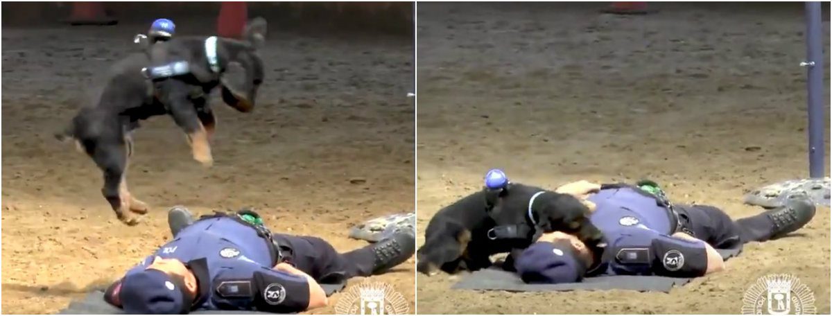 آلاف المشاركات لفيديو كلب بوليسي يقوم بـ”إنعاش قلبي” لشرطي مغشي عليه