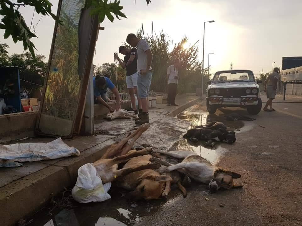 بعض الكلاب التي وُجدت ميتة