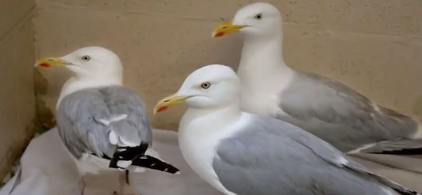 طيور في “حالة سكر” تمشي مشوشة وتترنج على الشاطئ.. جمعية الرفق بالحيوان تتبعت مأساتها، عرفت السبب ووضعت الحل