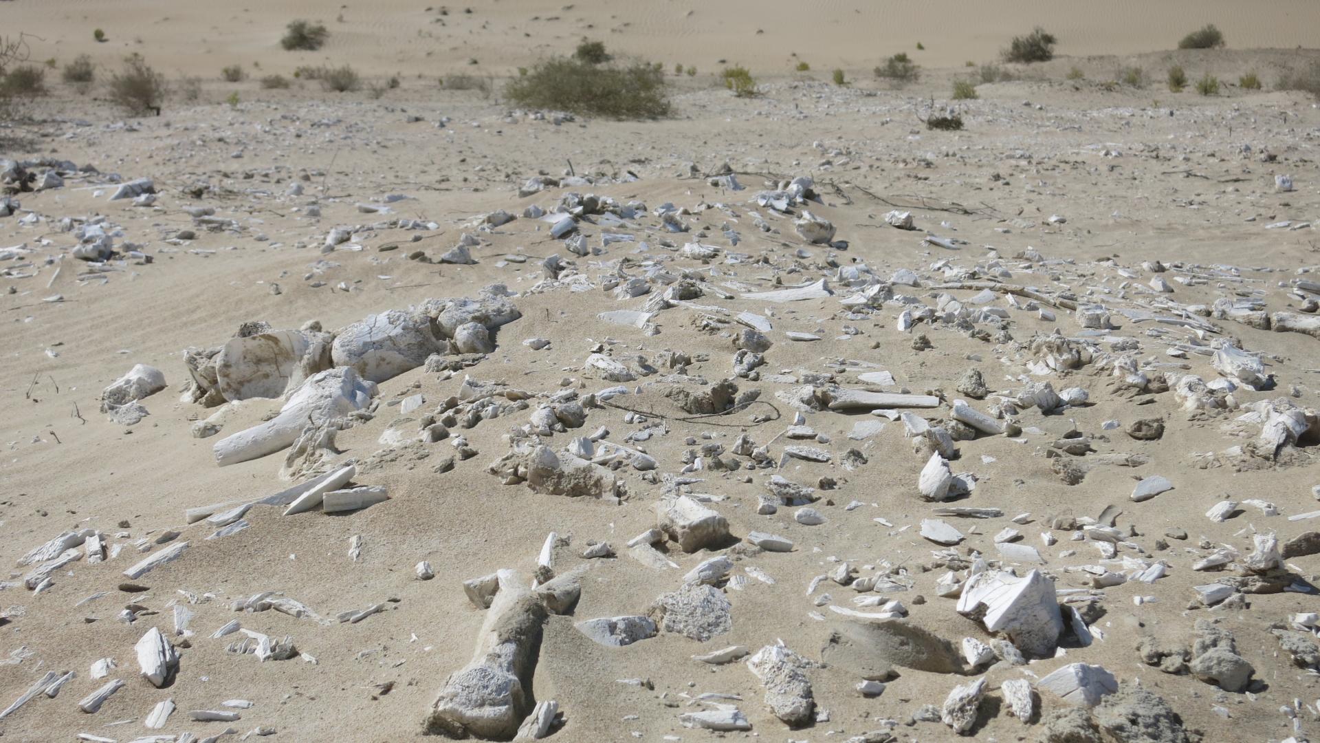 الكابتشينو إماراتي، والقرآن بلهجتنا، وأقدم أحفورة في العالم عندنا!“.. هكذا تستدعي الإمارات التاريخ إلى أرضها”