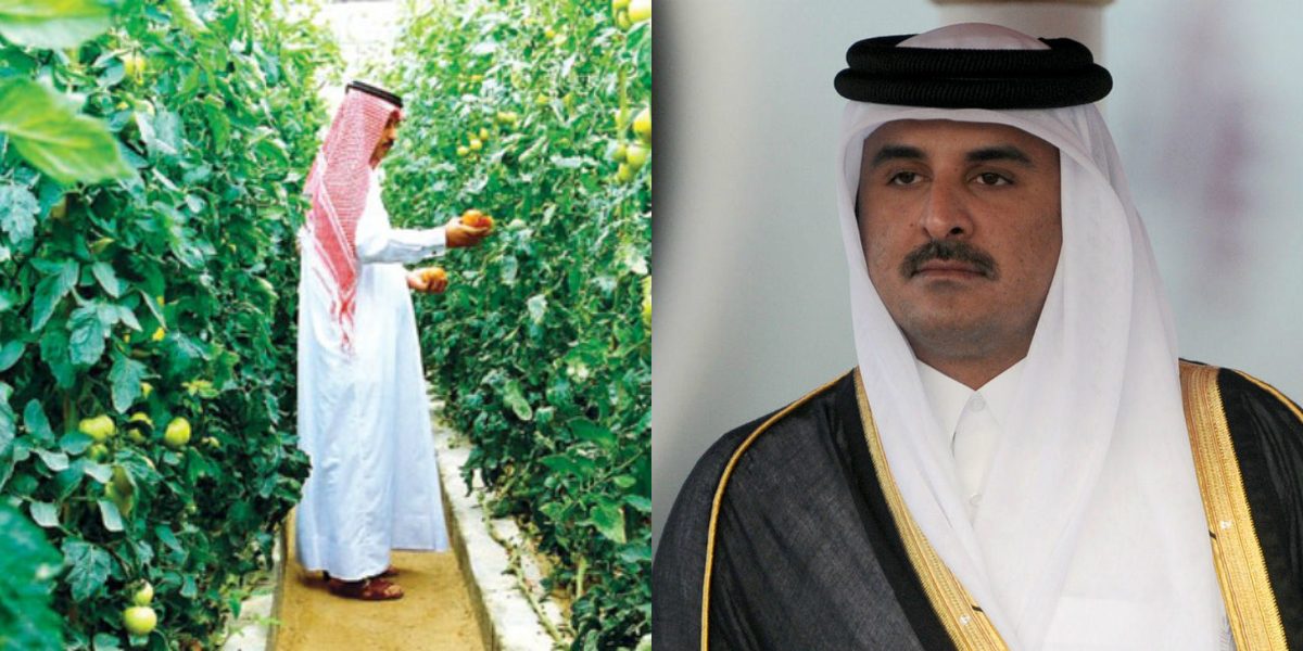 قطر تُضاعف استثماراتها الزراعية في السودان.. ما الذي تسعى لفعله هناك؟