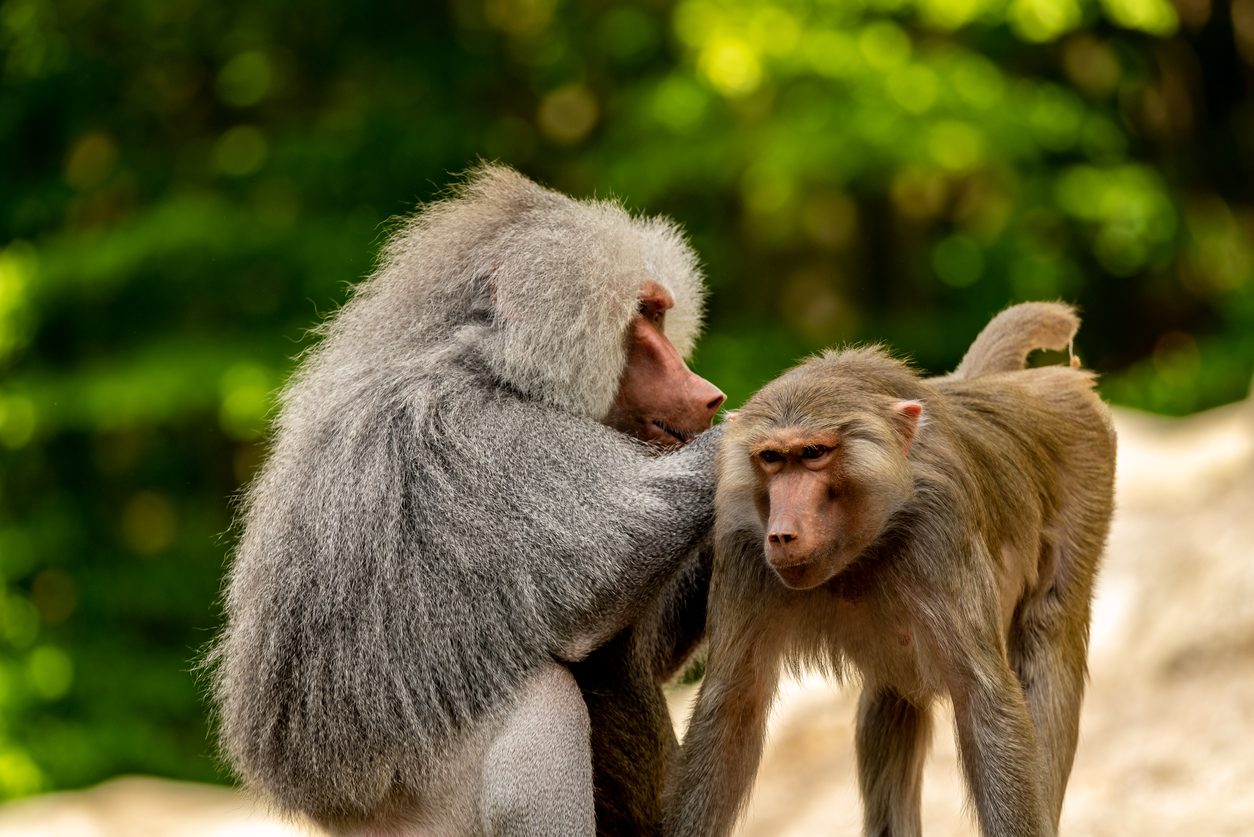 ما الذي يدفع القرد ليُنظف أجسام رفاقه من الحشرات؟!