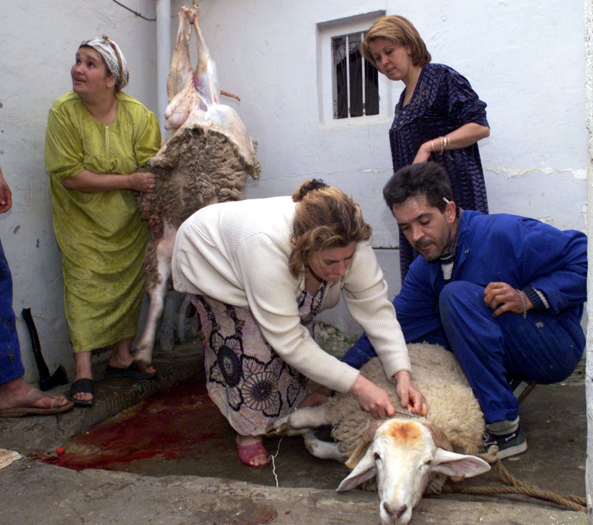 أكباش ببطاقة هوية ورقم وطني وشهادات طبية.. لكن تعفن اللحوم يقلق الجزائريين مع اقتراب عيد الأضحى