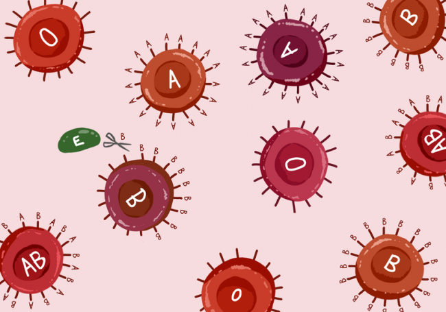 العلماء يقتربون من إيجاد حل لذوي فئات الدم النادرة.. إنزيمات تحوّل فصيلتي الدم A وB إلى O