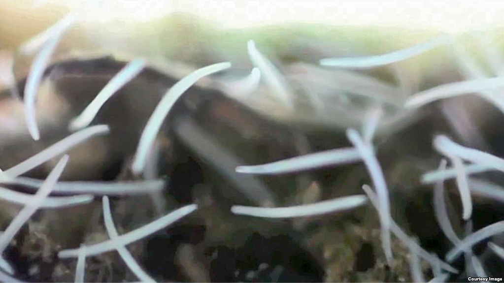 أسرع كائن على وجه الأرض يقطع مسافة 720 كيلومترا في الساعة.. ليس الصقر ولا الفهد، وقد يساهم بتطوير الروبوتات