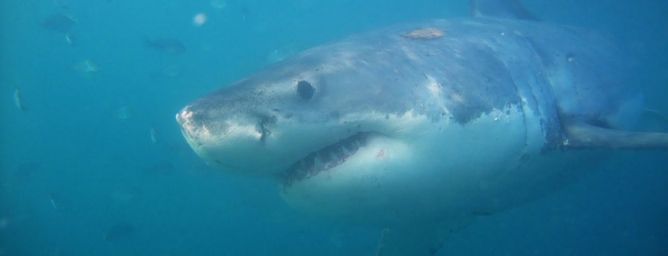 مقتل سائح أجنبي بهجوم سمكة قرش