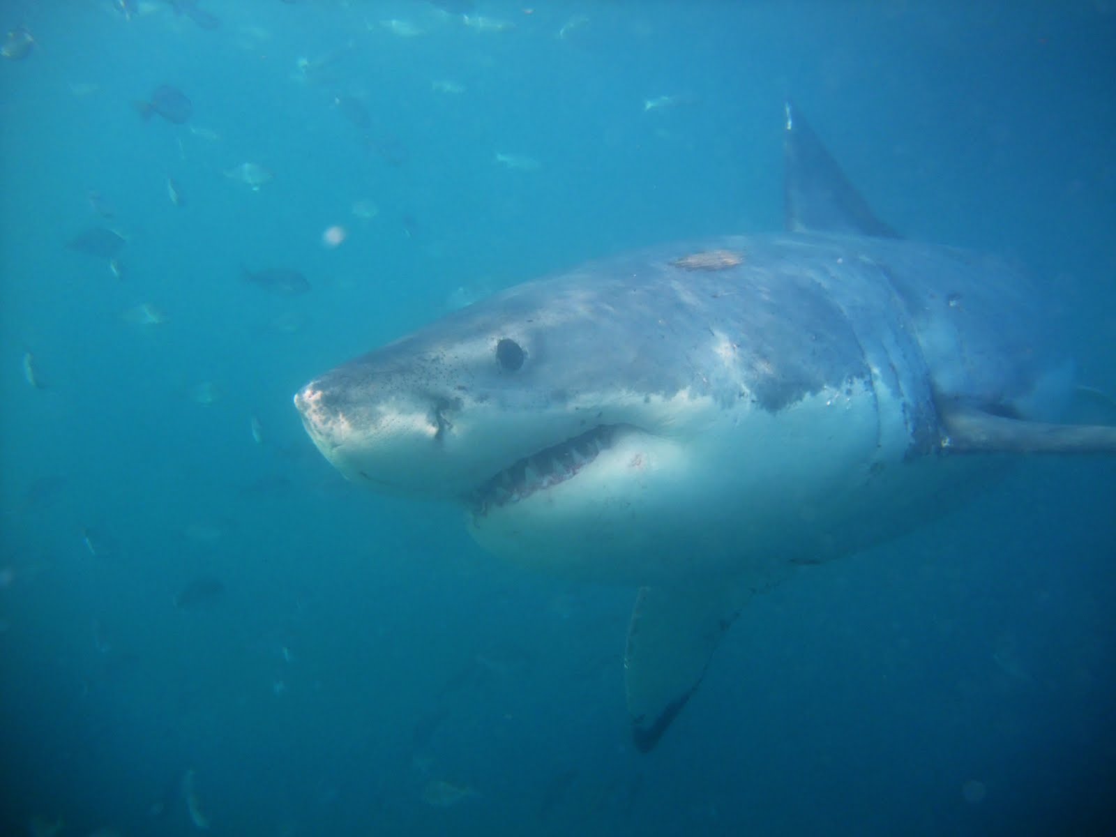 مقتل سائح أجنبي بهجوم سمكة قرش