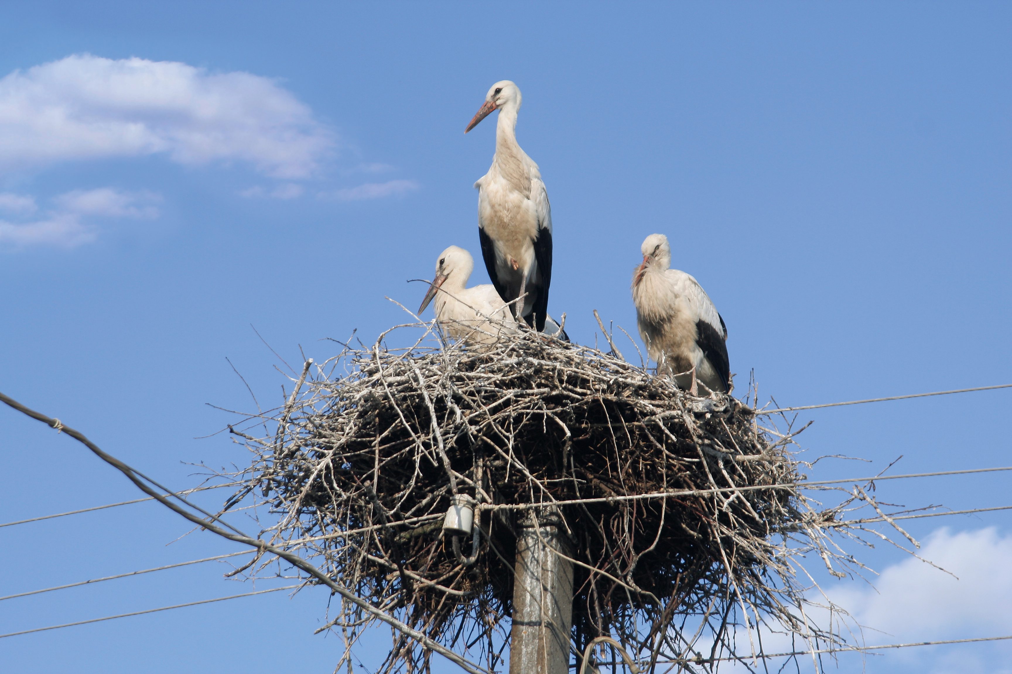 حملة سقاية الطير والحيوانات البرية في الجزائر.. شباب وأطفال يتحركون لإنقاذ 200 نوع من الطيور والزواحف بالغابات