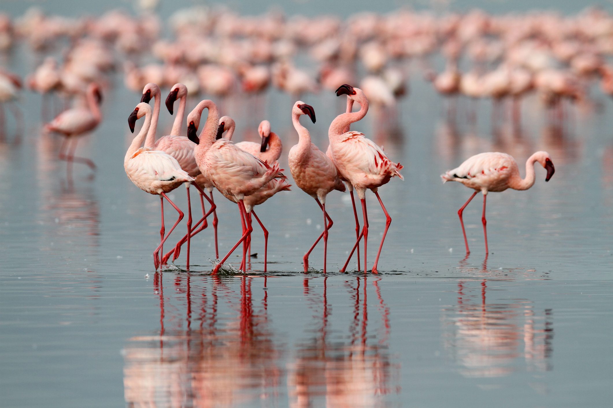 يعيش الفلامنغو فترة أطول من بعض البشر لكنه لم ينجب جيلاً جديداً منذ 15 عاماً.. والآن حدث لأول مرة بفضل “حر الصيف”