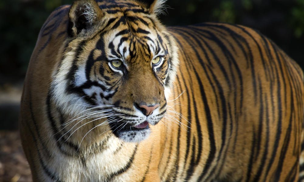 «أول قدم حيوان اصطناعية في العالم» ينالها أضخم نمر آسيوي أُصيبَ عندما وقع في شرك صيَّاد