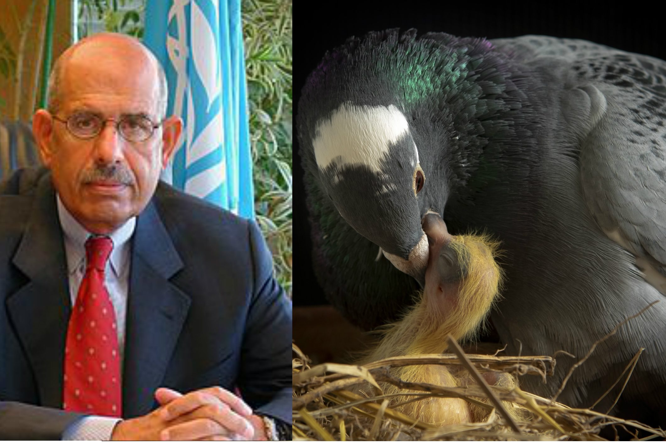 محمد البرادعي يصر على وجود “لبن العصفور”، الطيور تبيض ولا ترضع لكنها تطعم صغارها مادة تشبه اللبن بالفعل