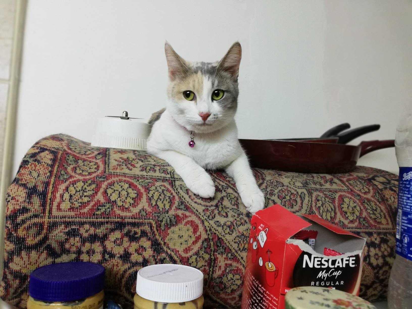 ستسافر ولا تجد من يعتني بحيواناتك الأليفة؟ فندق القطط بدمشق لتقديم كل الرعاية اللازمة لها