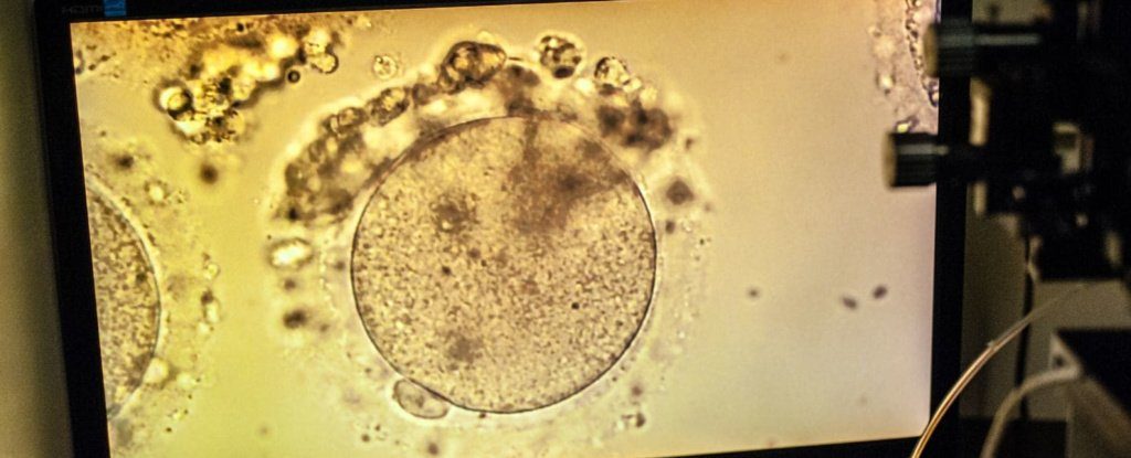 أطفال رضع باستخدام خلايا الدم