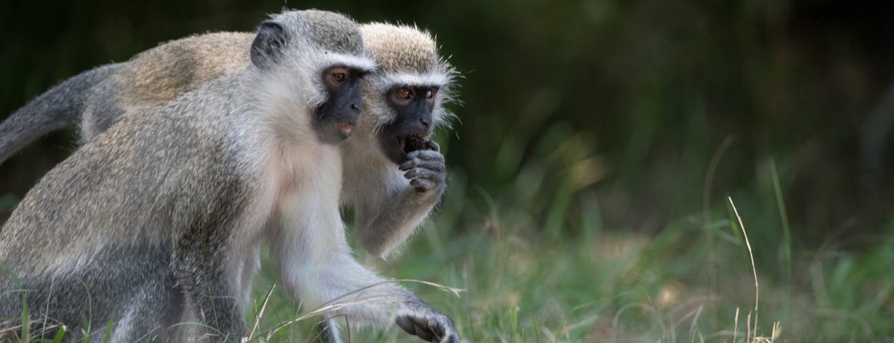 القردة الإناث الذكور الثقة