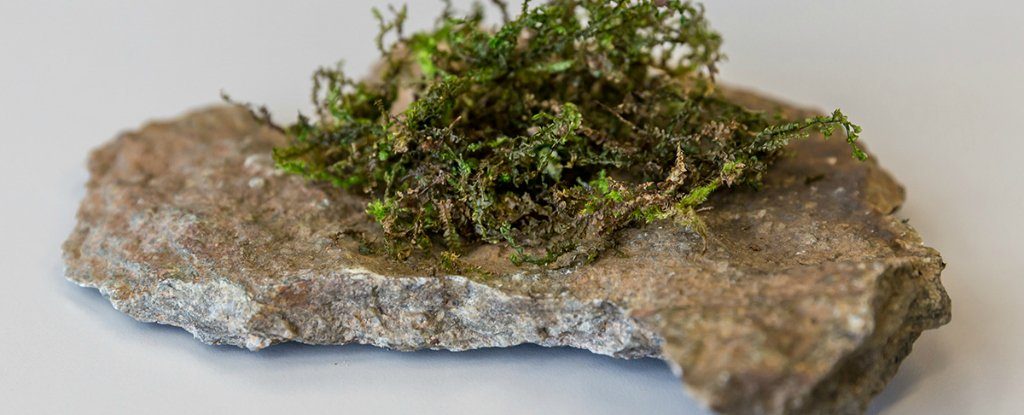 طحلب يخفف الآلام