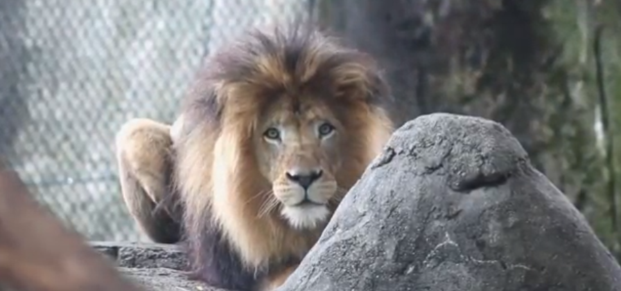 لبؤة تقتل أبا أشبالها الثلاثة في حديقة حيوان أميركية