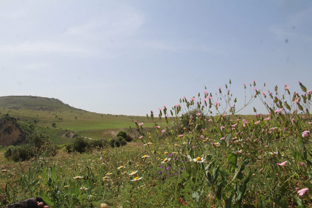 المساحات الخضراء لها فوائد كبيرة بالنسبة لصحة الإنسان