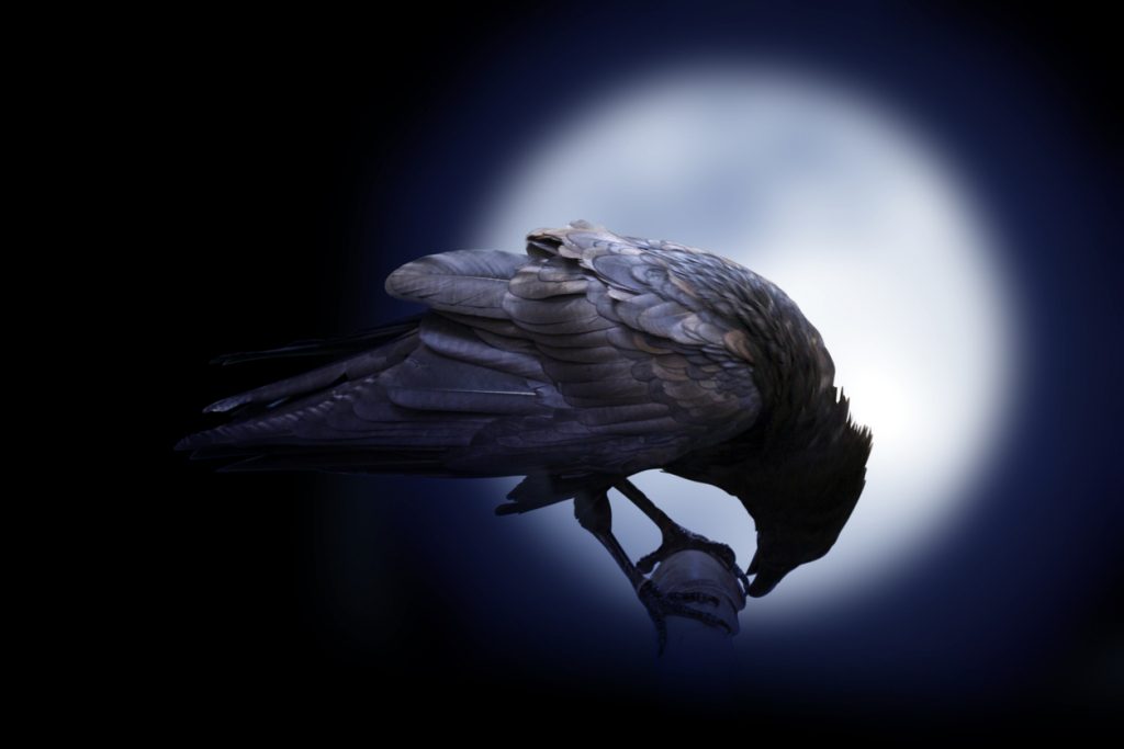 الغراب أذكى الطيور مع الأدوات والموت