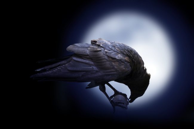 تصيح على موتاها حداداً وتبني الأدوات للوصول إلى مبتغاها.. الغربان أذكى الطيور