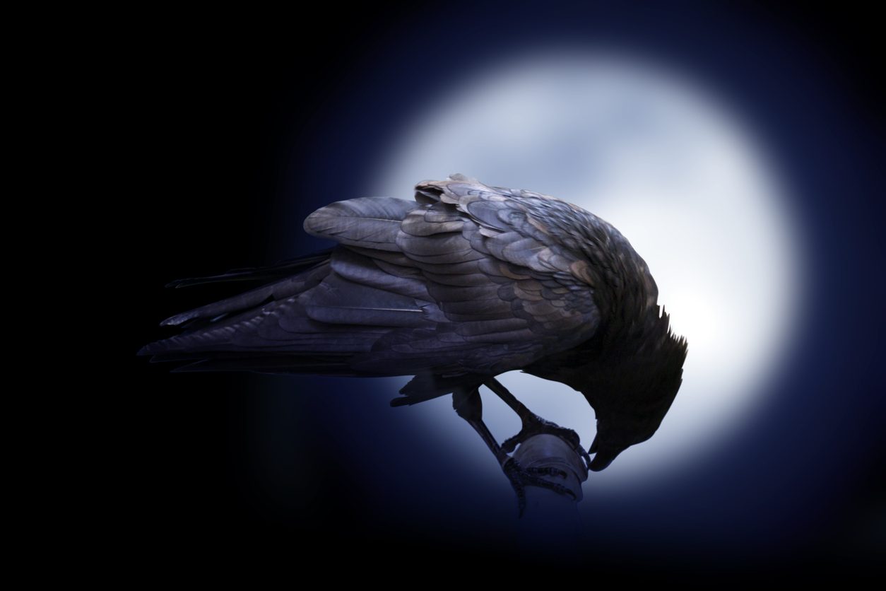 الغراب أذكى الطيور مع الأدوات والموت