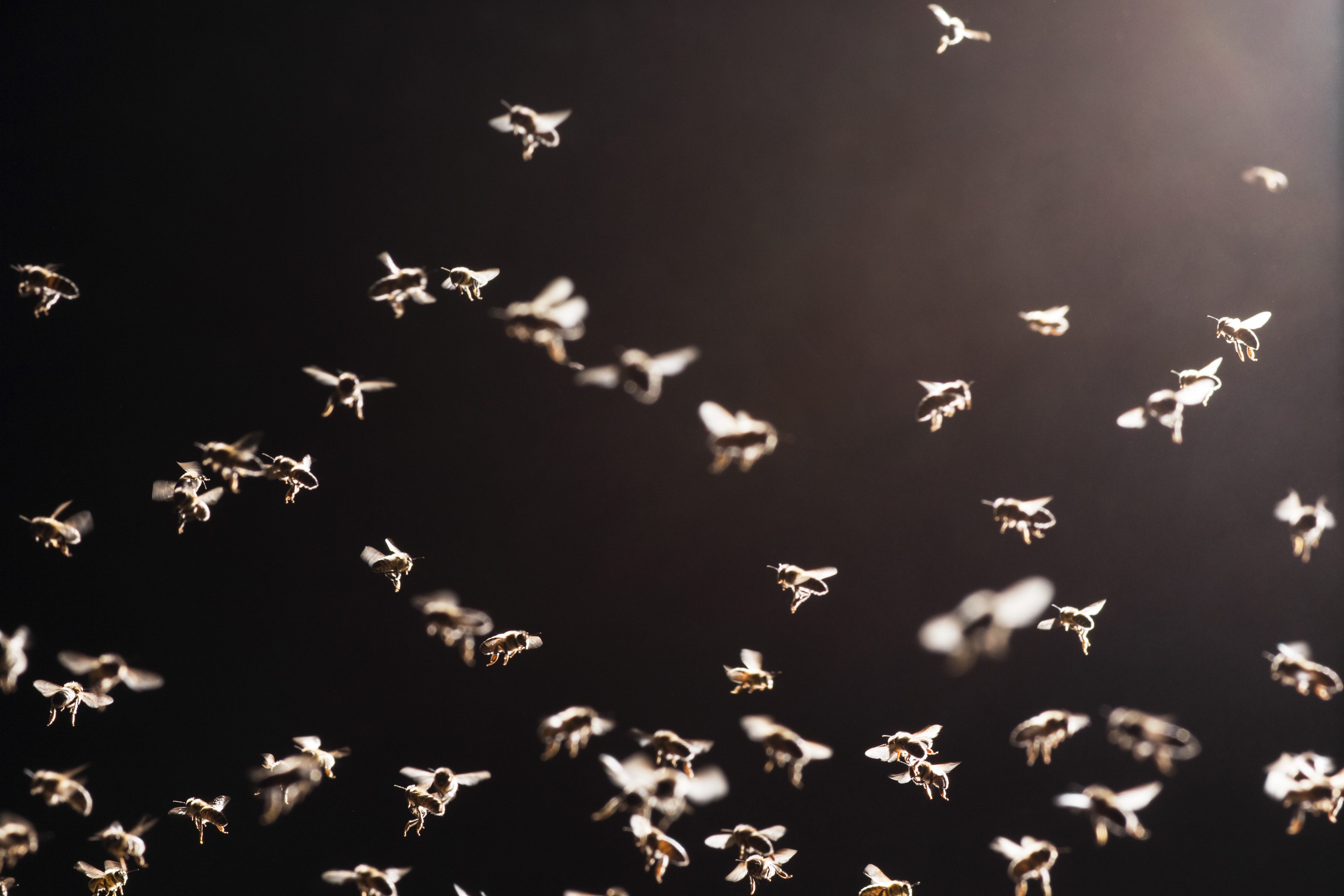 النحل يصمت تماماً أثناء كسوف الشمس/ISTOCK