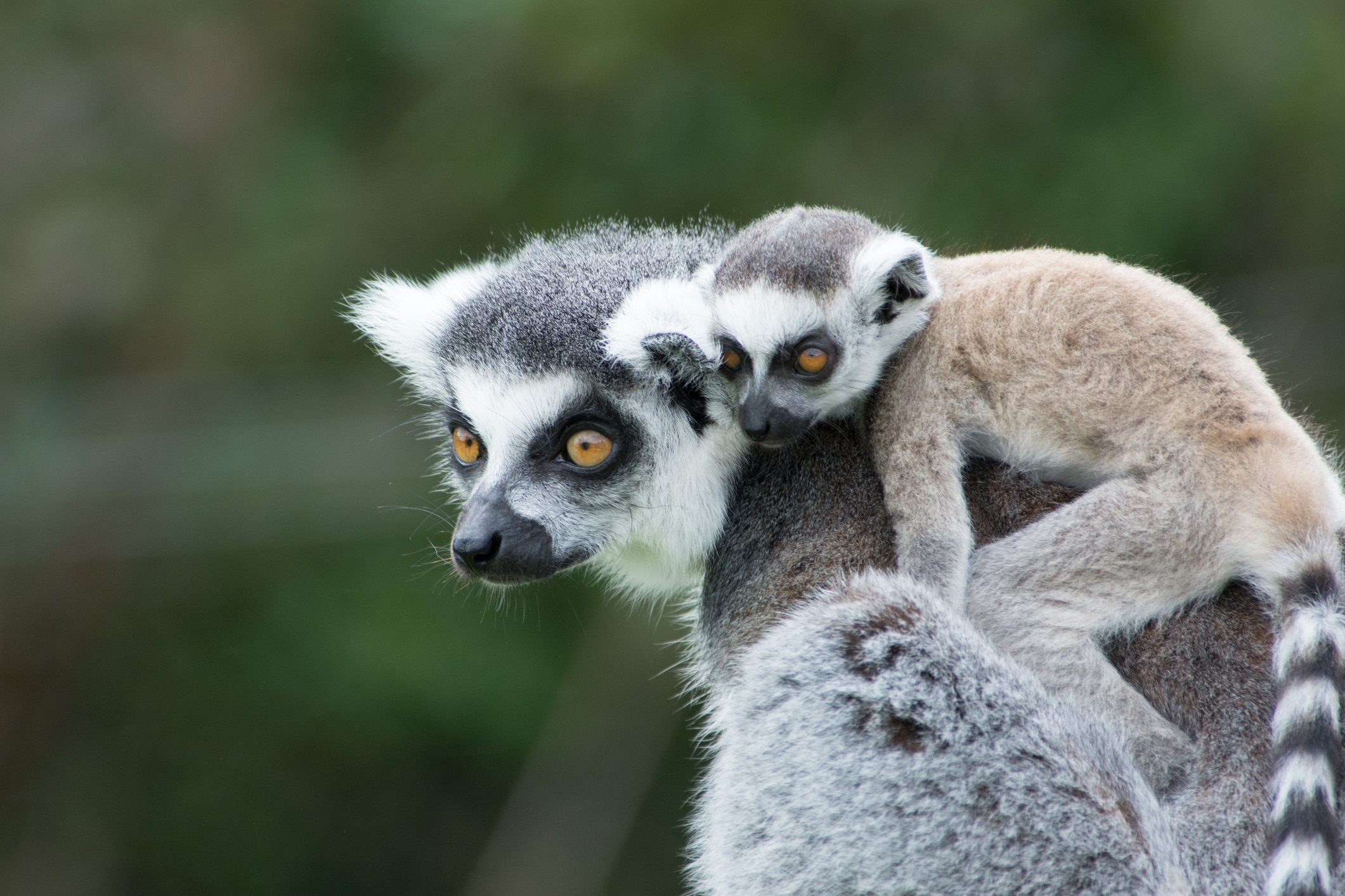 انقراض الحيوانات