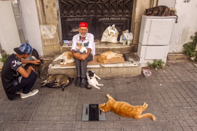لا تقترب من النساء ولكنها تهاجم بشراسة الرجال والكلاب.. فيديو لقطّة يلقى ملايين المشاهدات، تعرف على قصتها