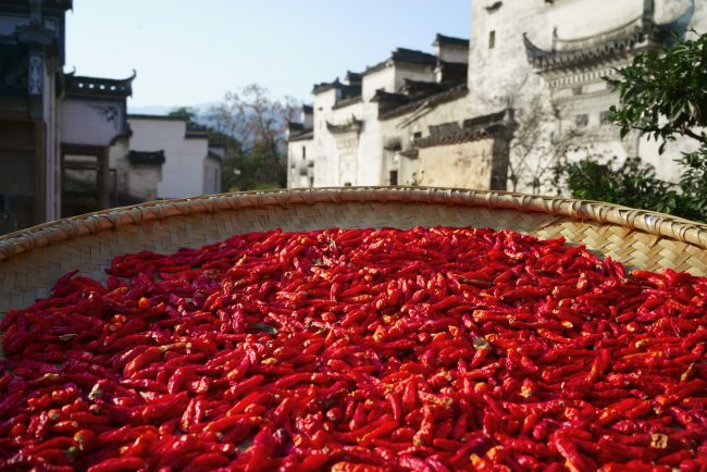 يهرّبون بذورها عبر الحدود السورية لتصل أمريكا.. ما سر عشق الأمريكيين للفليفلة الحلبية تحديداً؟