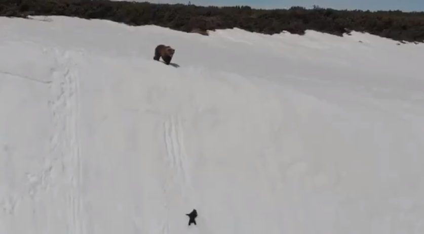 دب صغير يحاول الوصول إلى أمه