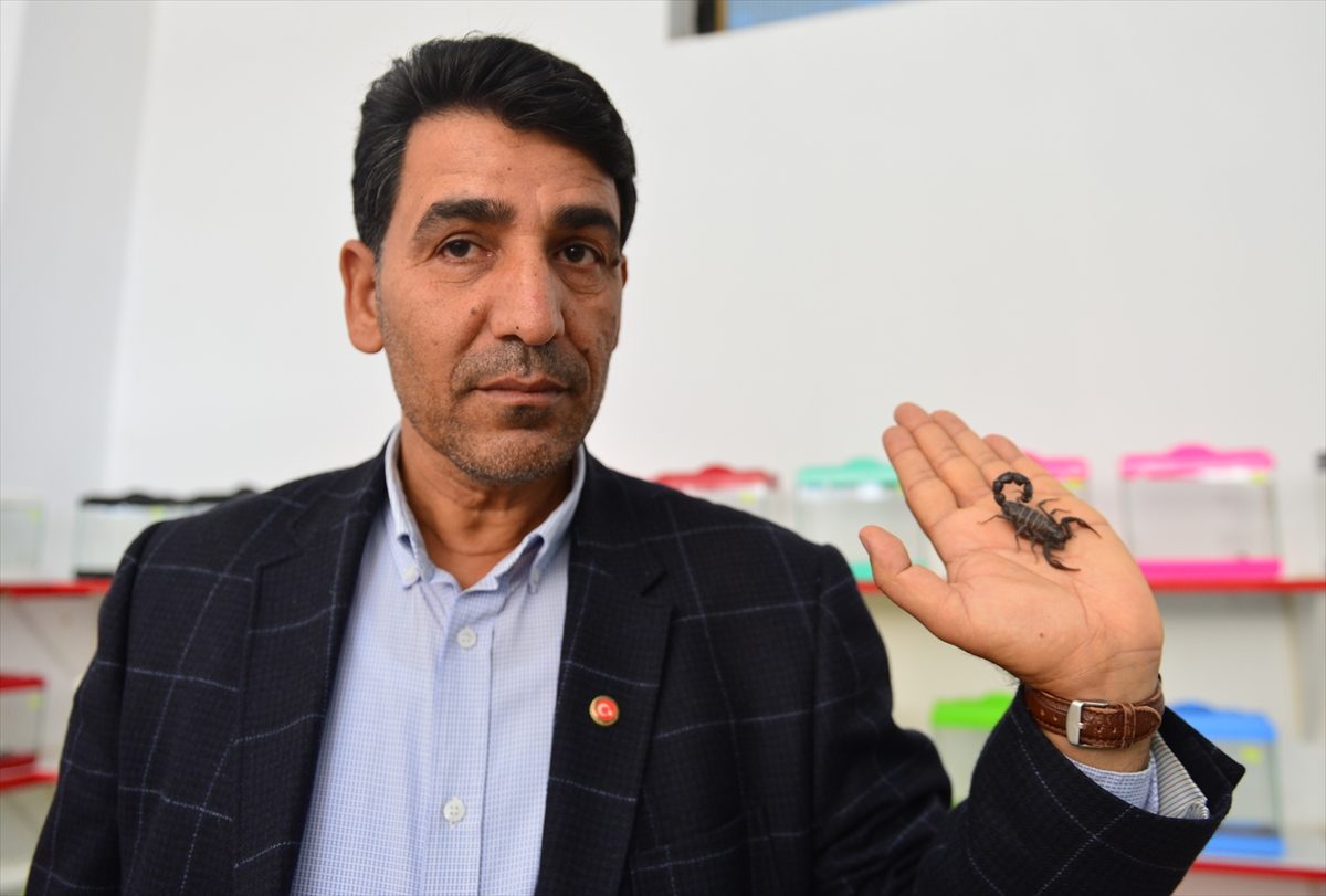 مواطن تركي يحوّل شغفه بالعقارب إلى مصدر لكسب القوت